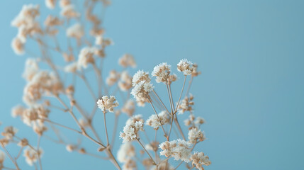 Fototapeta premium Beautiful spring flowers on a pastel blue background Romantic aesthetic natural concept : Generative AI