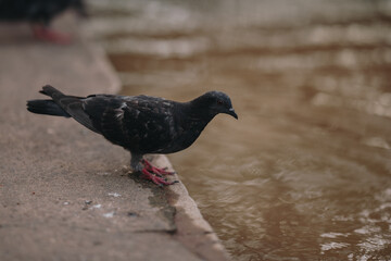 Feral Pigeon looking for fish in the city