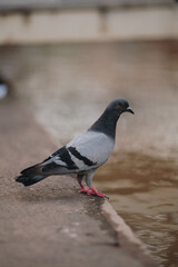 pigeon on the stone