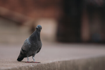 pigeon in the city