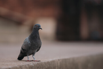 Feral Pigeon looking for fish