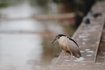 black crowned night heron heron on a rock