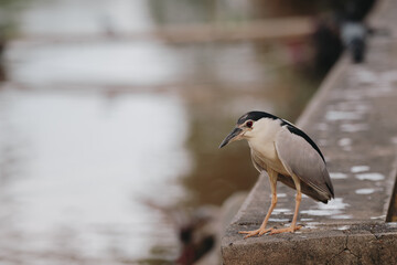 black crowned night heron looking for fish