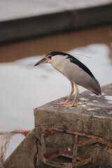 black crowned night heron looking for fish cinerea