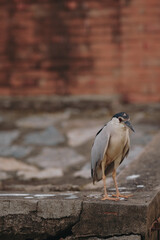 bird on a stone