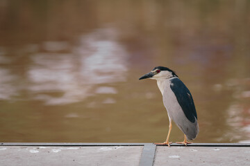 great blue heron ardea cinerea
