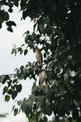 black crowned night heron looking for fish in the tree