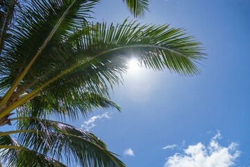 Fototapeta premium The sunlight filters through the green palm tree leaves on a beautiful day