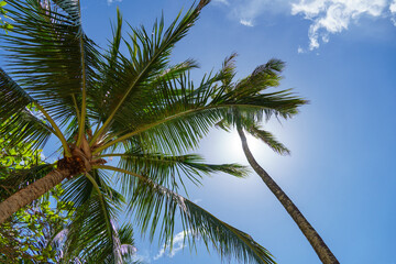 Fototapeta premium Gazing at the towering palm trees as the sunlight filters through them