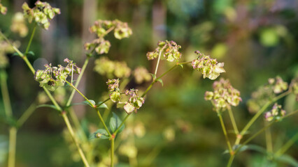 Oxybaphus nyctagineus (Mirabilis nyctaginea) is a species of flowering plant. Other names wild four o'clock, heartleaf four o'clock, and heartleaf umbrella wort. Place for text.