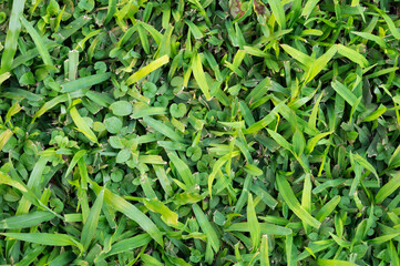 Clean green grass texture