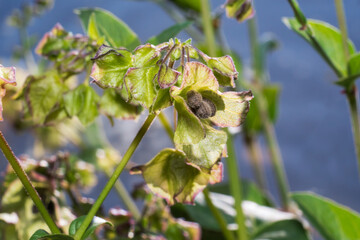 Oxybaphus nyctagineus (Mirabilis nyctaginea) is a species of flowering plant. Other names wild four o'clock, heartleaf four o'clock, and heartleaf umbrella wort. Place for text.