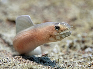 White-Margin Moray Eel - Gymnothorax albimarginatus - Weissrand-Muräne