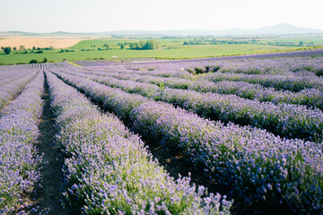 Obraz premium lavender field on Morava, long purple lines of flowers