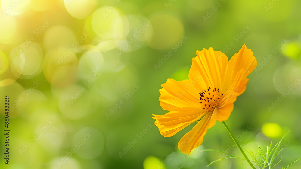 Poster closeup of yellow cosmos flower on blurred green background under sunlight with copy space using as 