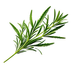 Fototapeta premium A photo of Caraway