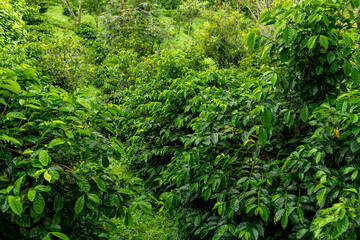 Full Frame Shot Of Coffee Trees  Leaves - stock photo