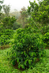 Obraz premium Full Frame Shot Of Coffee Trees Leaves - stock photo