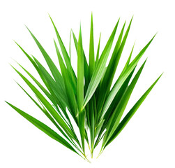 A photo of Lemongrass