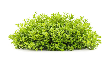 Fototapeta premium green bush isolated on white background : Generative AI