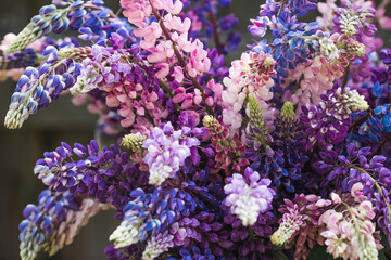 A bouquet of flowering Lupines in a vase (Lupinus polyphyllus). Flowering field large-leaved lupines or garden lupines in early summer, close-up with selective focus.