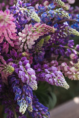 A bouquet of flowering Lupines in a vase (Lupinus polyphyllus). Flowering field large-leaved lupines or garden lupines in early summer, close-up with selective focus.