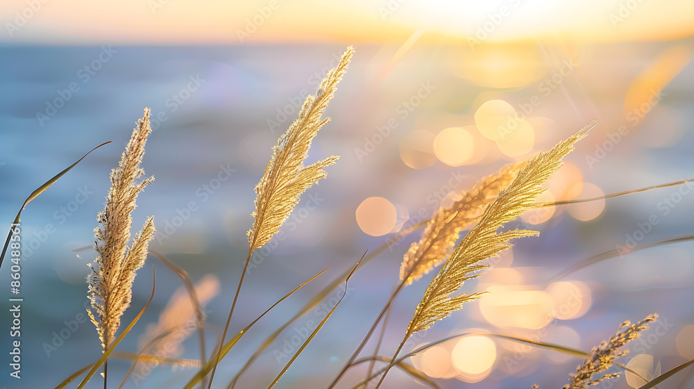 Aufkleber wild grasses on the sea coast at sunset macro image shallow depth of field beautiful autumn nature b