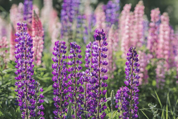 Flowering Lupin (Lupinus polyphyllus). Blooming field large-leaved lupines or garden lupines in early summer, close-up with selective focus.