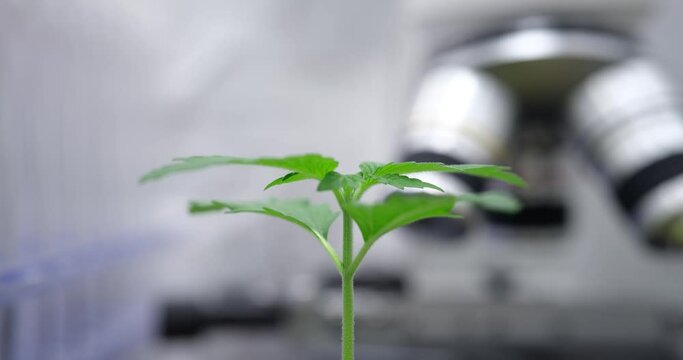 Green cannabis sprout against blurred electronic microscope in laboratory. Growth of marijuana for medical purposes under control of scientists