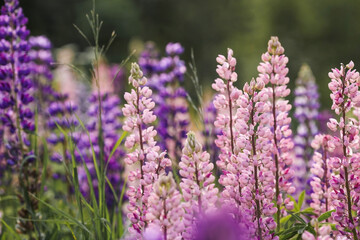 Flowering Lupin (Lupinus polyphyllus). Blooming field large-leaved lupines or garden lupines in early summer, close-up with selective focus.