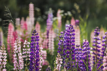 Flowering Lupin (Lupinus polyphyllus). Blooming field large-leaved lupines or garden lupines in early summer, close-up with selective focus.