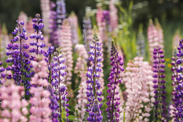Fototapeta premium Flowering Lupin (Lupinus polyphyllus). Blooming field large-leaved lupines or garden lupines in early summer, close-up with selective focus.