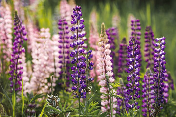 Obraz premium Flowering Lupin (Lupinus polyphyllus). Blooming field large-leaved lupines or garden lupines in early summer, close-up with selective focus.