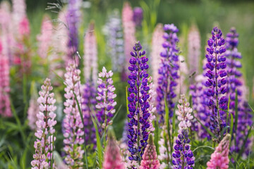 Flowering Lupin (Lupinus polyphyllus). Blooming field large-leaved lupines or garden lupines in early summer, close-up with selective focus.
