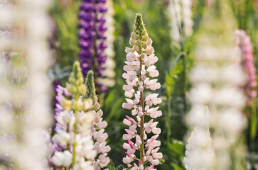 Flowering Lupin (Lupinus polyphyllus). Blooming field large-leaved lupines or garden lupines in early summer, close-up with selective focus.