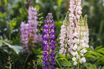 Flowering Lupin (Lupinus polyphyllus). Blooming field large-leaved lupines or garden lupines in early summer, close-up with selective focus.