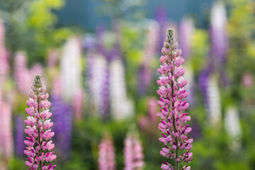 Flowering Lupin (Lupinus polyphyllus). Blooming field large-leaved lupines or garden lupines in early summer, close-up with selective focus.