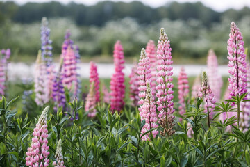 Flowering Lupin (Lupinus polyphyllus). Blooming field large-leaved lupines or garden lupines in early summer, close-up with selective focus.