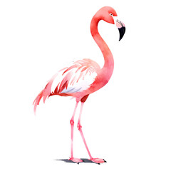 cute minimalist watercolor illustration of a flamingo for a children book