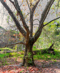 Arvore em Campos do Jordão