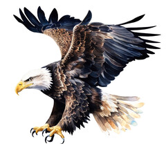 Obraz premium watercolor Bald Eagle illustration