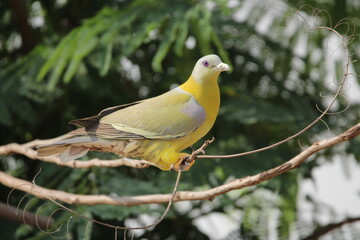yellow bird