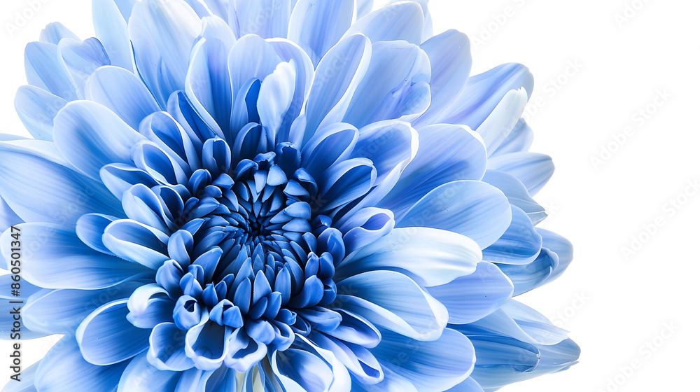 Poster blue chrysanthemum flower on white isolated background with clipping path closeup nature : generativ