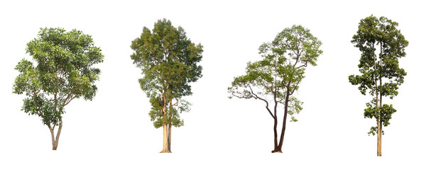 Trees growth collections isolated on transparent backgrounds