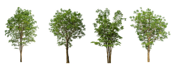 Cutout trees set on transparent backgrounds