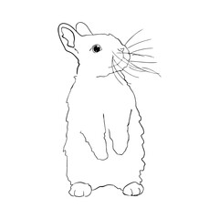 a hare with a long mustache