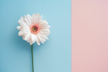 A Gerbera flower on an empty pastel background