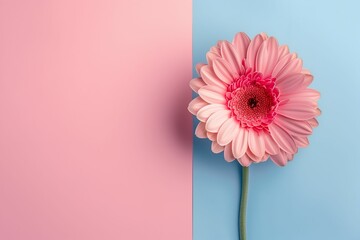 A Gerbera flower on an empty pastel background
