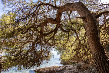 Pines on the Mediterranean coast of the island Zirje in Croatia
