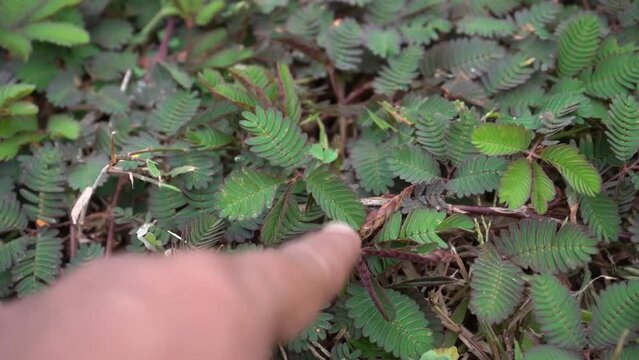 Effect of touch on the leaf of Mimosa pudica, touch-me-not, sensitive plant.